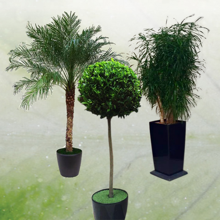 Location de plantes à Paris
