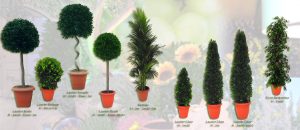 Location de Plantes, d'arbustes décoratifs à Paris
